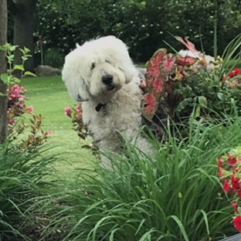 Meet your Posher, Alex